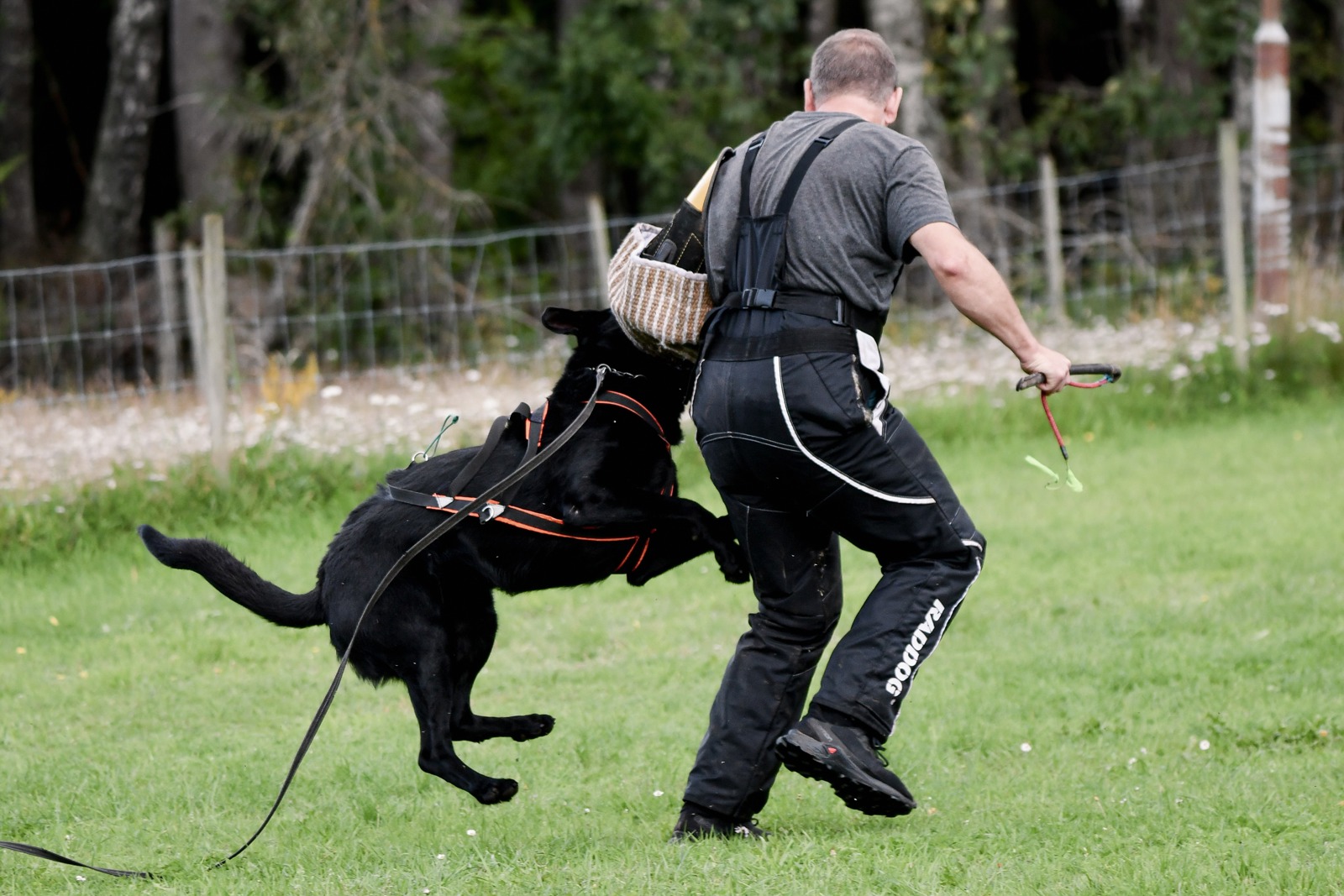 K9-sport