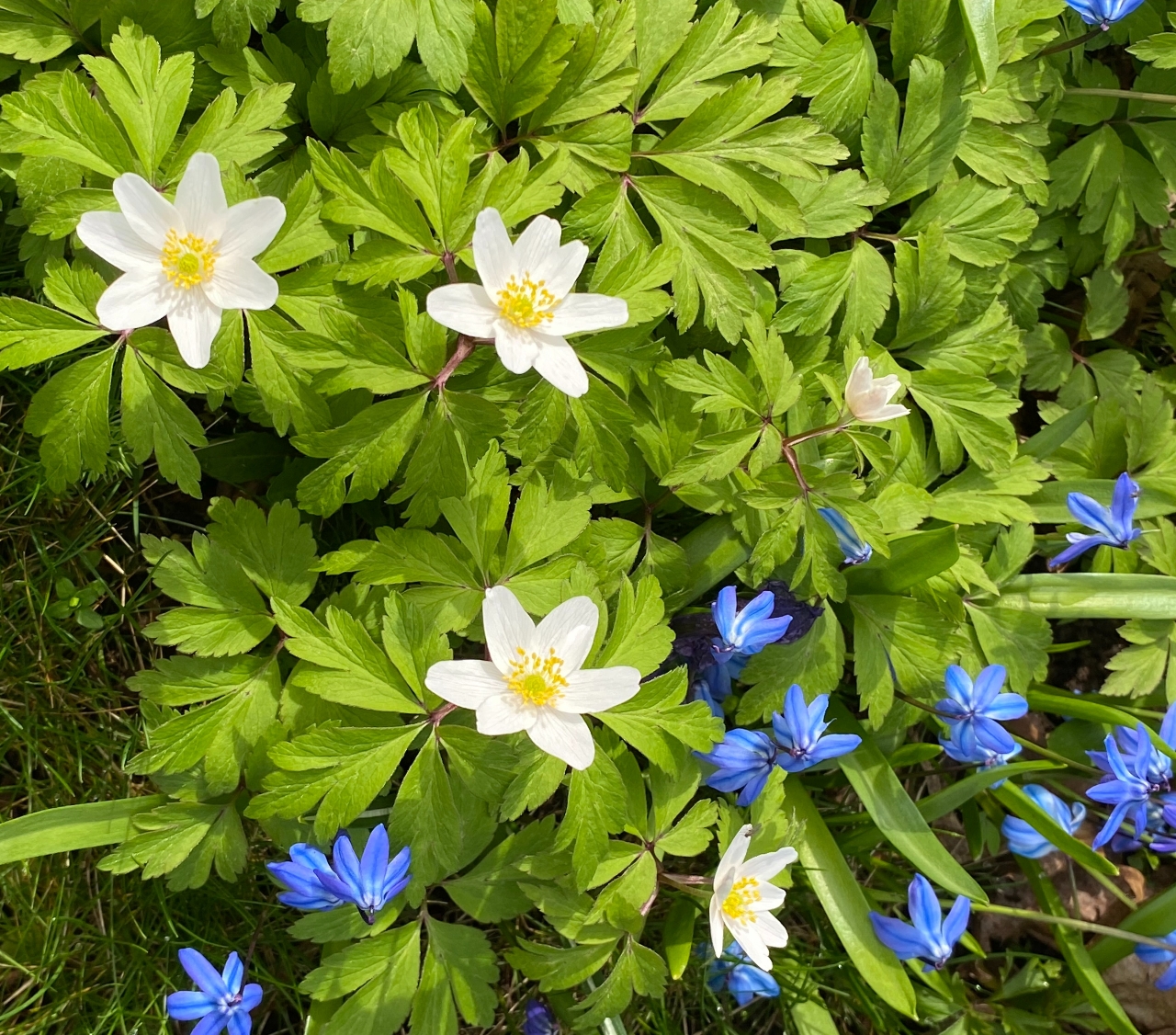 Fototävling vårbild