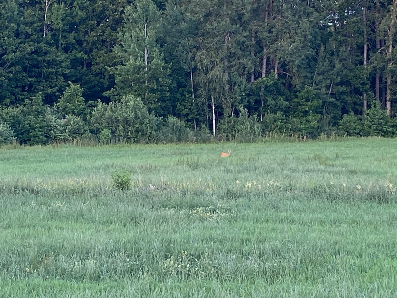 Fototävling sommarbild