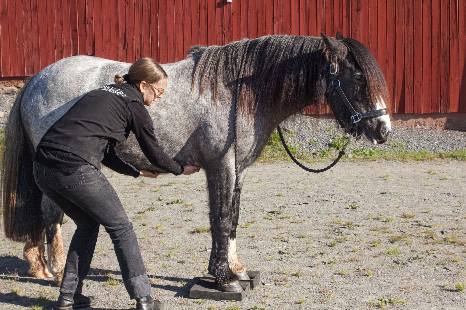 Friskvård för häst JH