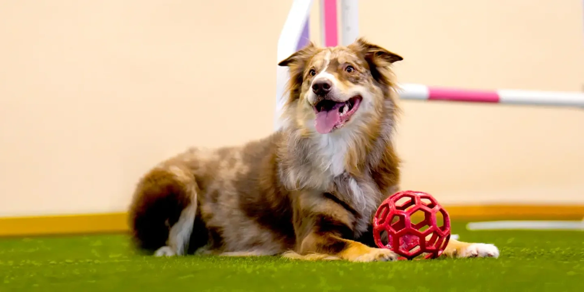 Medborgarskolans Hundhall i Haffsta, Örnsköldsvik
