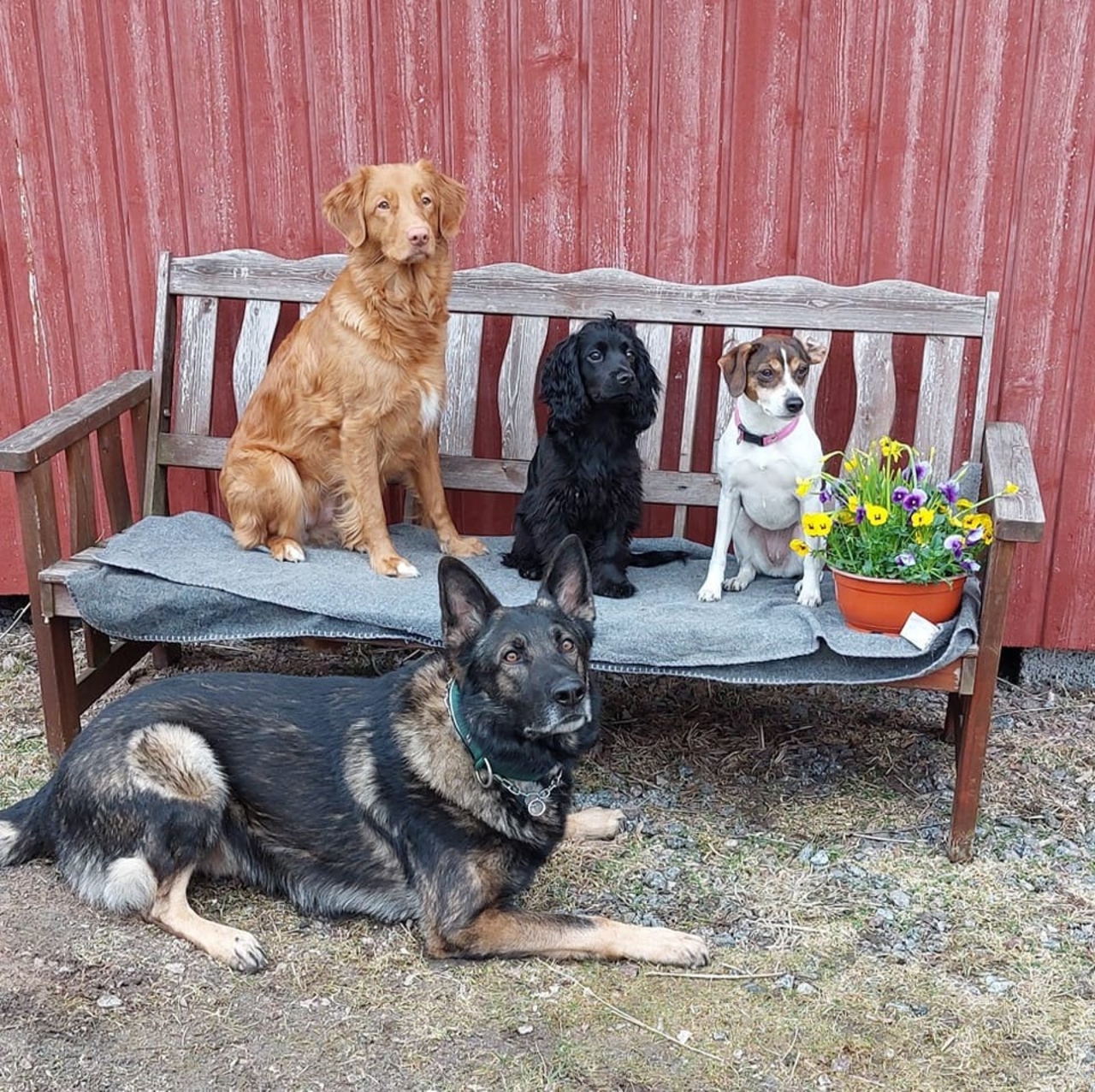 NorrHund AB